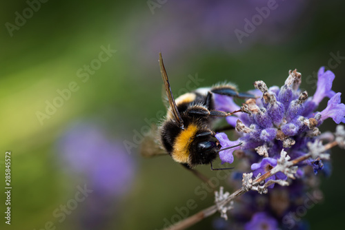 Bumblebee sitting on lavender © Kristian