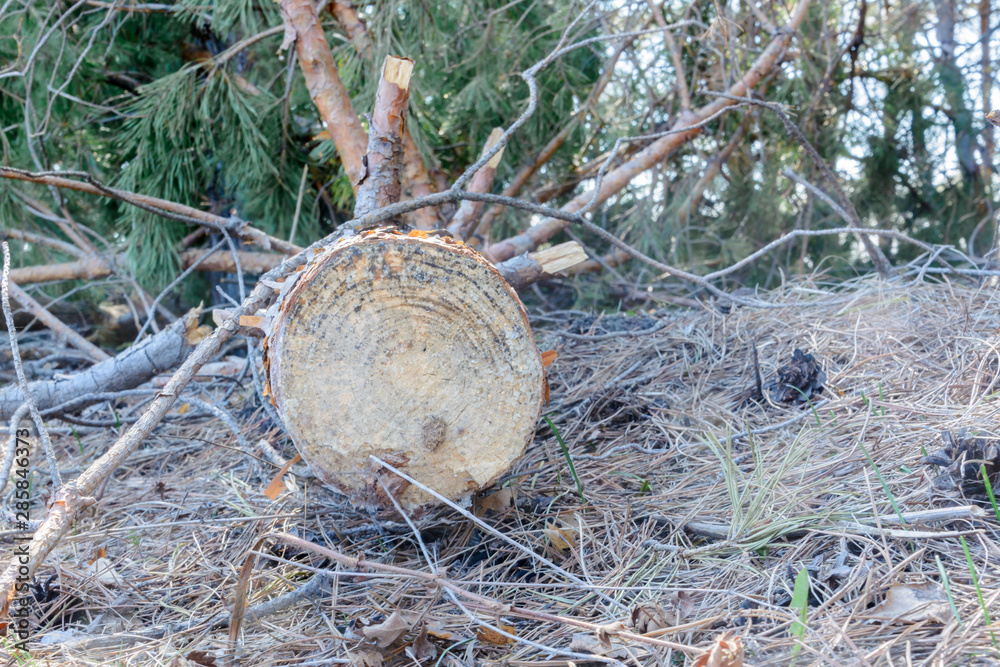 Wood abandoned after cutting. Illegal deforestation. The influence of man on the environment. Environmental problems. Global warming. Changing of the climate.