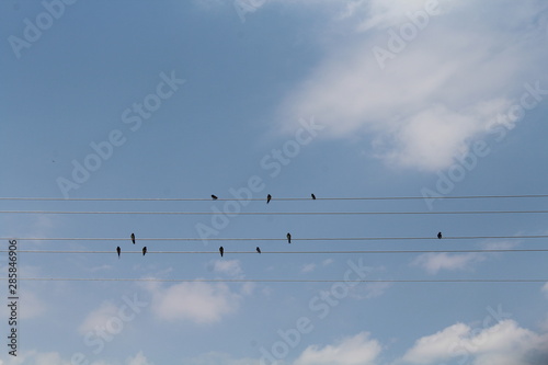 flock of birds flying in the sky