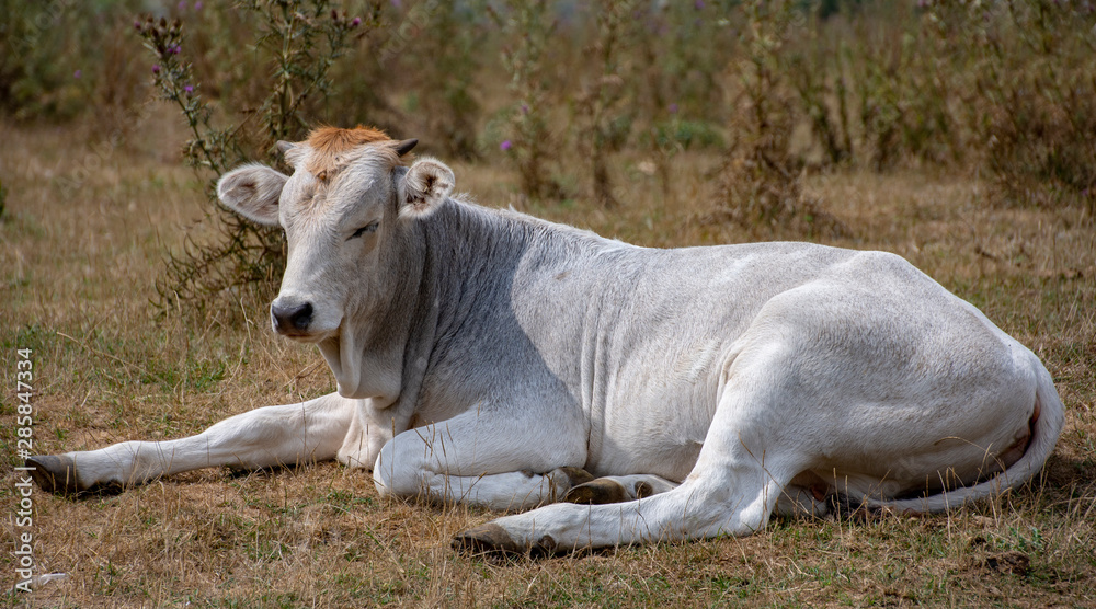 Grazing bull in countryside Grazing bull in countryside