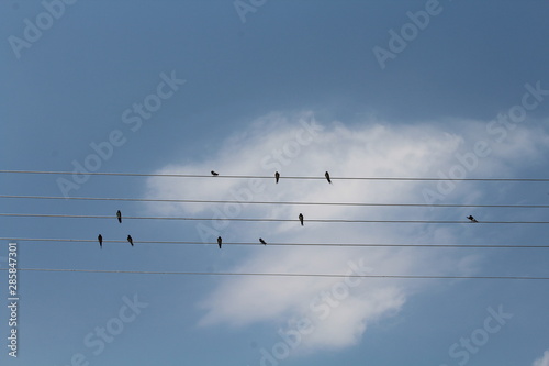 birds on wire