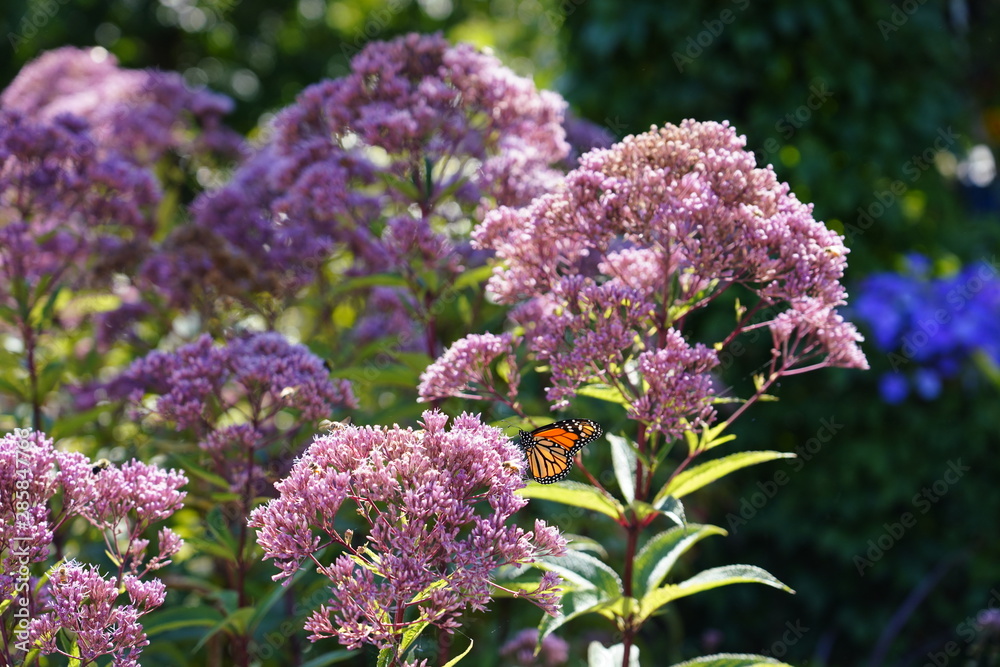 Butterfly feeding on some beautiful flowers Butterfly feeding on some beautiful flowers