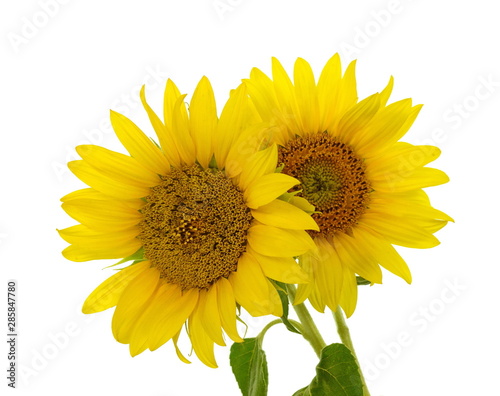 Beautiful light yellow sunflower isolated on white background.