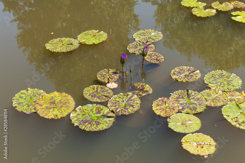 Water lily plant in pond with sky, clouds, and trees reflecting in the water.