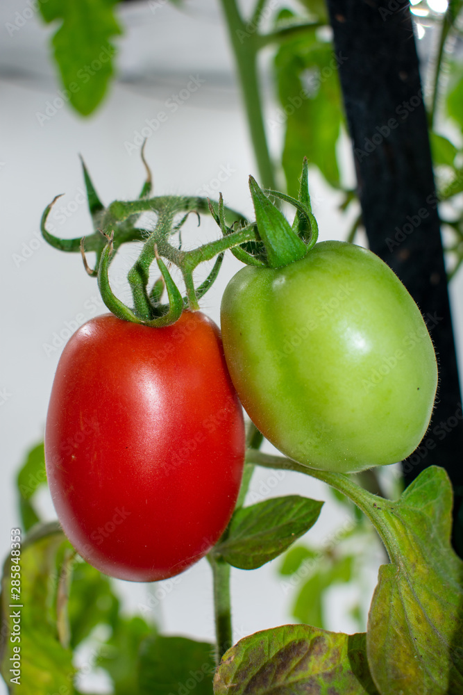 frische rote und grüne Roma Tomaten am Strauch.