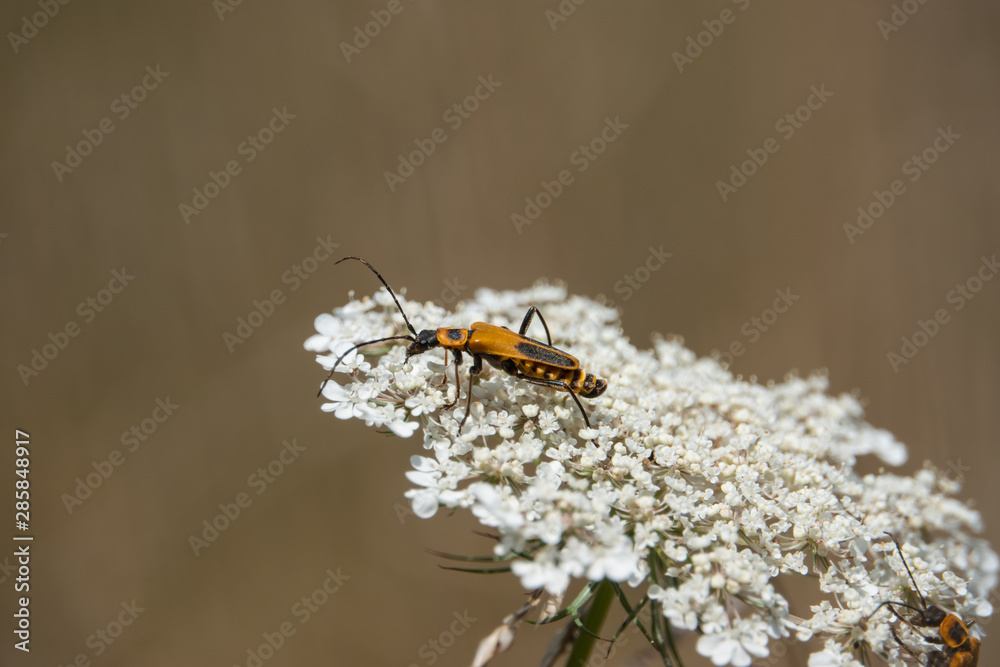 Goldenrod Soldier Beetle on Wild Carrot Flowers Goldenrod Soldier Beetle on Wild Carrot Flowers