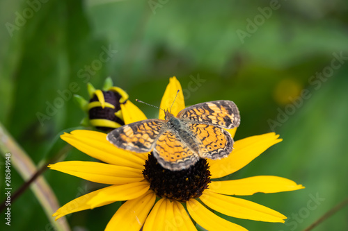 Pearly Crescent Butterfly on Black Eyed Susan Flowers photo