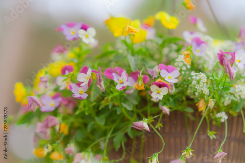 Birds, plants, flowers, garden, happy, trees photo