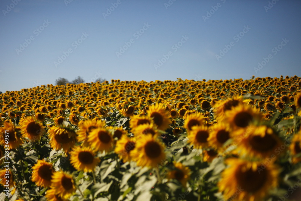 Obraz premium sunflowers