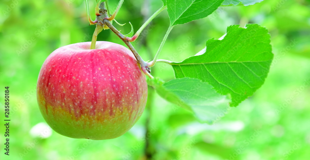 Roter Apfel - Apfelbaum - Hintergrund und Banner Roter Apfel - Apfelbaum - Hintergrund und Banner