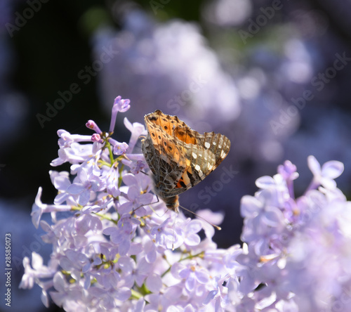 Butterfly Vanessa cardui on lilac flowers. Pollination blooming photo