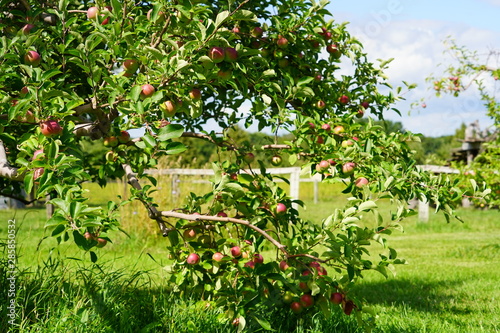 Apple trees on a farm