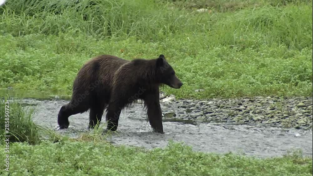 young grizzly walks downstream through salmon and feeding gulls young grizzly walks downstream through salmon and feeding gulls
