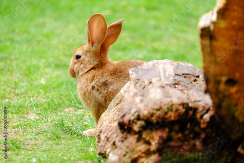 Fluffy beige rabbit in green grass.