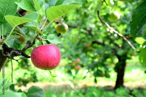 Reife rote Äpfel - Apfelbäume - Obstgarten in Südtirol