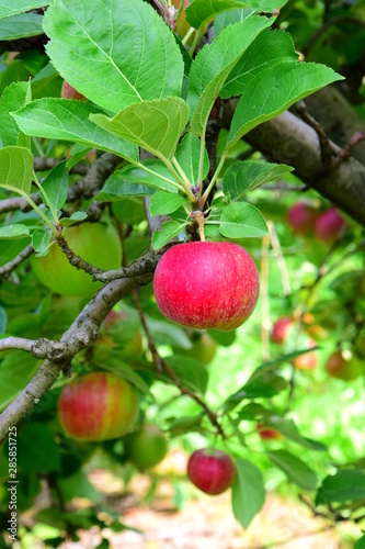 Rote Äpfel kurz vor der Ernte