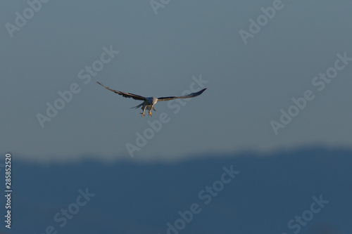 Close-up of a Forster's tern about to dive on a prey, seen in the wild in North California 