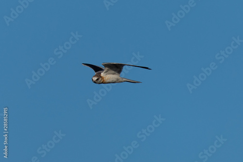 Close-up of a young white-tailed kite flying in the wild, seen in North California 