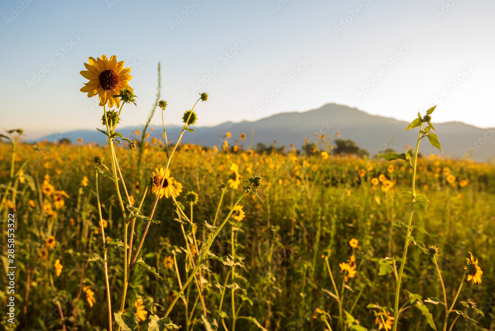 wild sunflowers blooming in meadow with Sierra Nevada mountains in distance