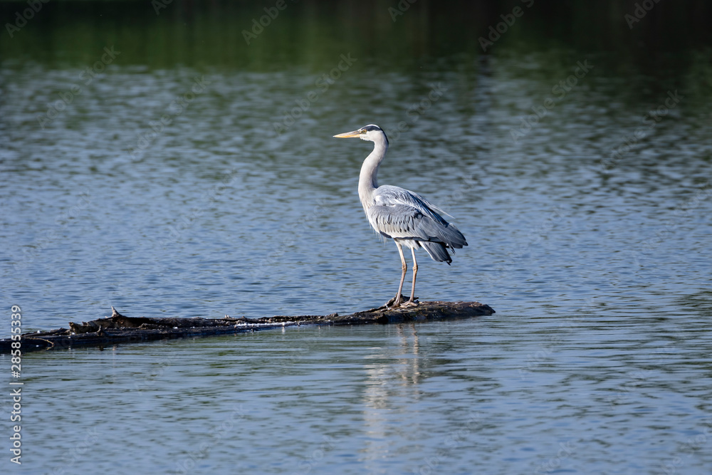 Grey heron-Héron cendré (Ardea cinerea) Grey heron-Héron cendré (Ardea cinerea)