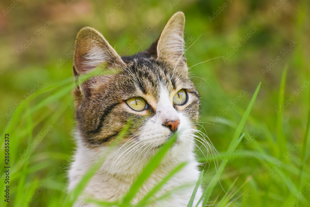 cat looking up on the green grass