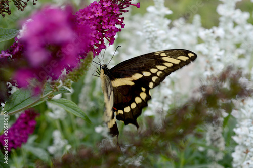 Butterfly and Flower