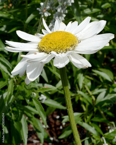Beautiful White Daisy