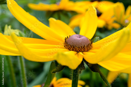 Black Eyed Susan Flower