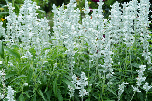 Flowers Inside The Garden