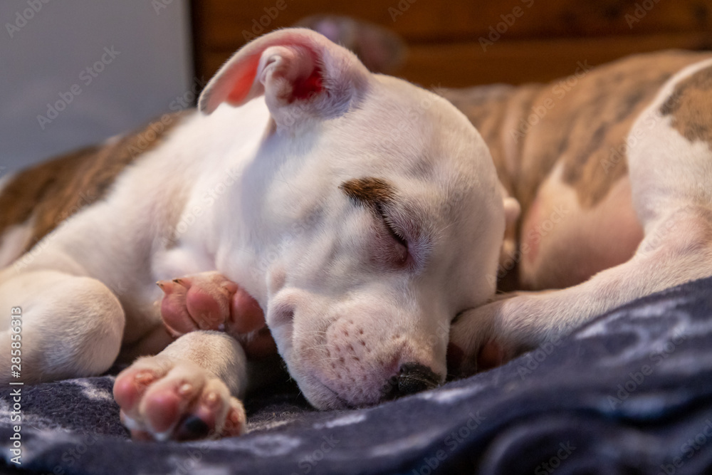 Puppy Asleep on a blanket