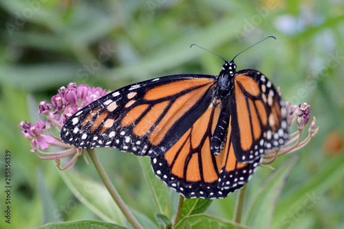 Monarch Buterfly and Milkweed