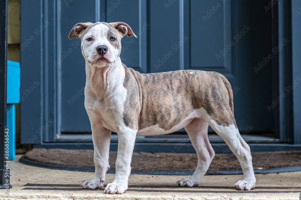 Twelve Week Old Mixed Breed Puppy on Front Porch Twelve Week Old Mixed Breed Puppy on Front Porch