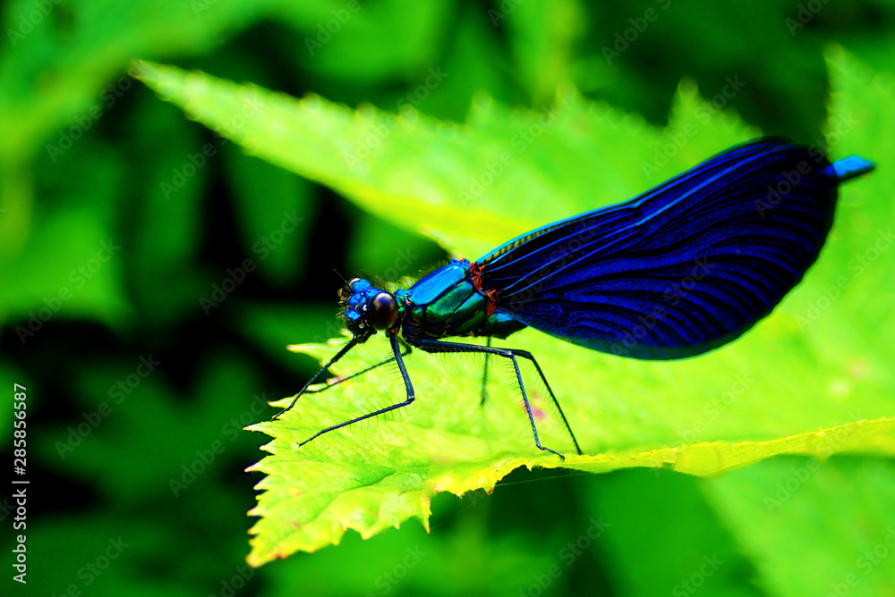 Blue european demoiselle - (Calopteryx virgo) Blue european demoiselle - (Calopteryx virgo)