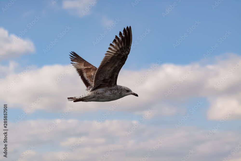 seagull is flying in the sky seagull is flying in the sky