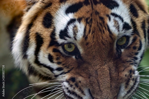 Face of a young tiger close-up