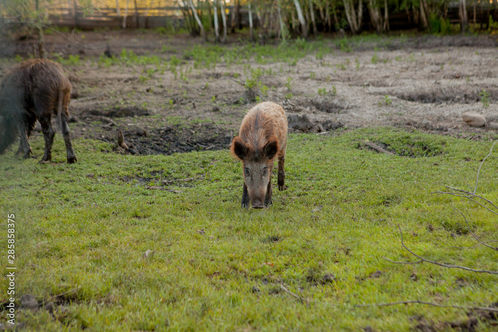 Wild small pig contentedly grazing on grass Wild small pig contentedly grazing on grass