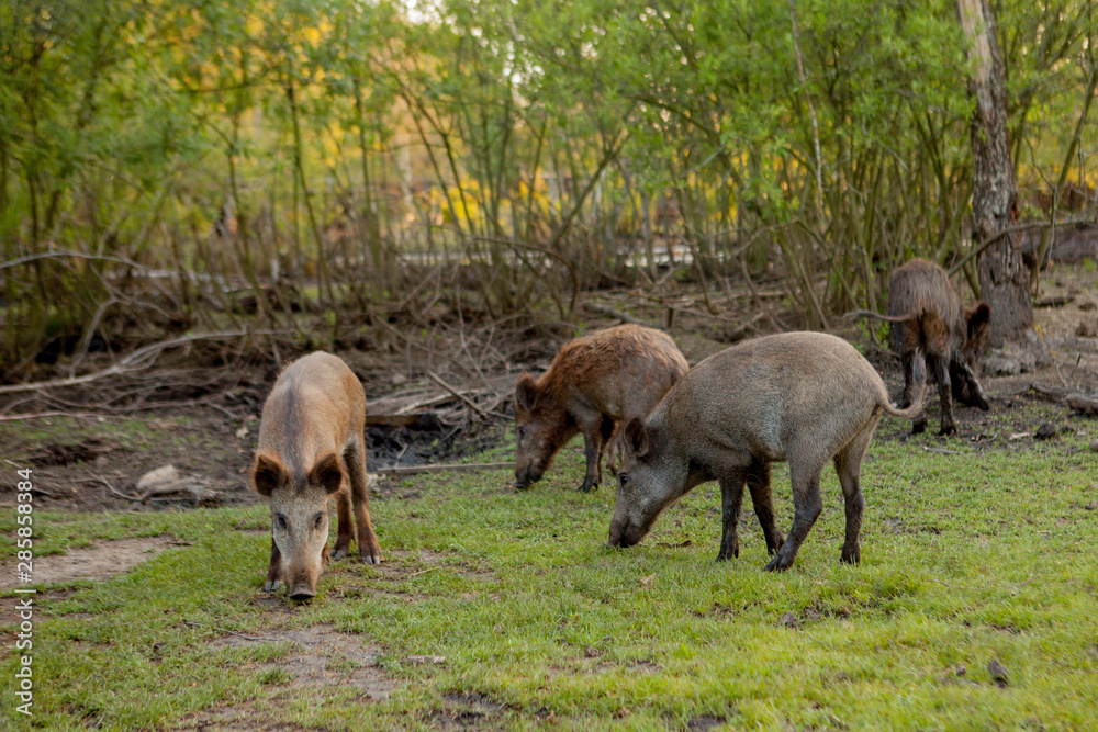 Family Group of Wart Hogs Grazing Eating Grass Food Together. Family Group of Wart Hogs Grazing Eating Grass Food Together.