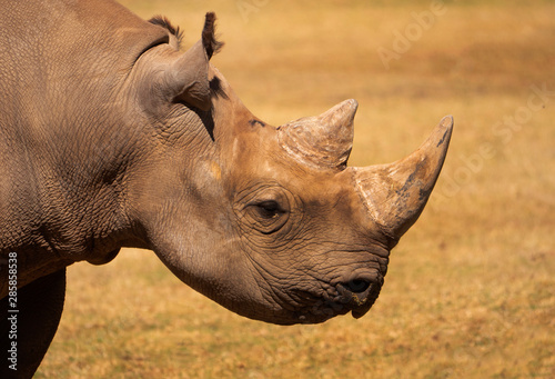 Black Rhinoceros portrait in captive breeding program