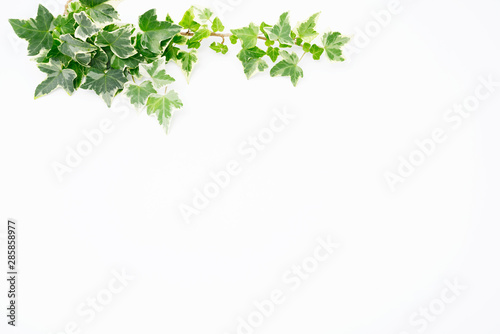 Botanical frame : Ivy on a white background. 