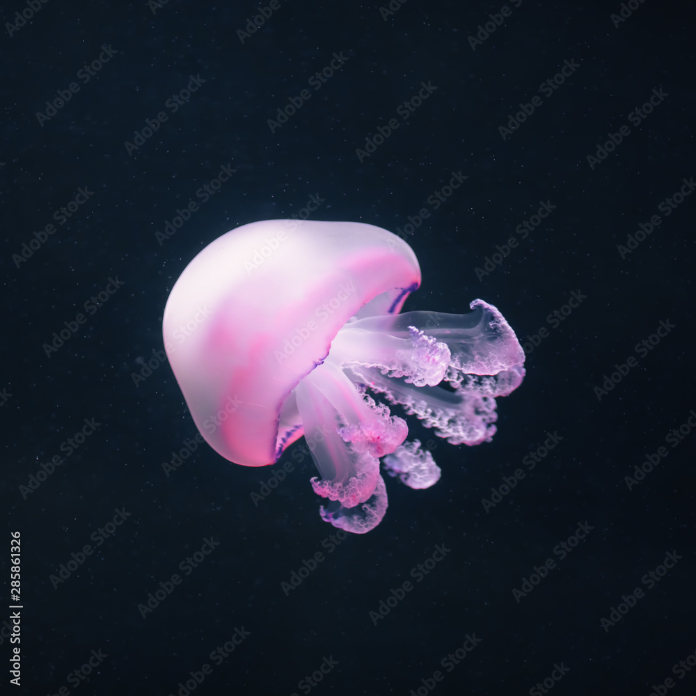 purple jellyfish rhizostoma pulmo underwater purple jellyfish rhizostoma pulmo underwater