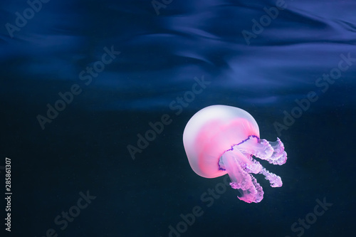 purple jellyfish rhizostoma pulmo underwater