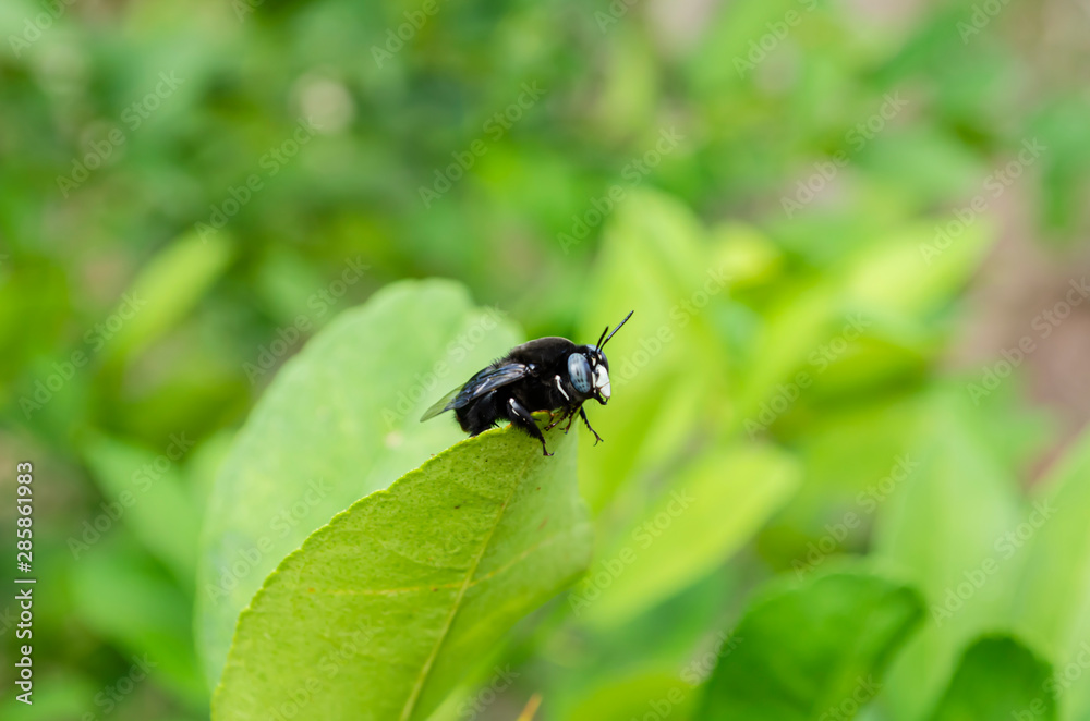 Carpenter Bee Gripping To Edge Of Leaf