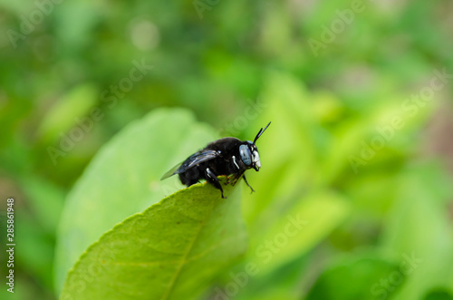 Carpenter Bee On Leaf Edge