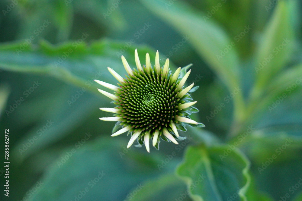 Flower bud of Narrow-leaved purple coneflower or Echinacea angustifolia or Blacksamson echinacea perennial flower starting to open and bloom with spiky green seed head planted in local urban garden on Flower bud of Narrow-leaved purple coneflower or Echinacea angustifolia or Blacksamson echinacea perennial flower starting to open and bloom with spiky green seed head planted in local urban garden on