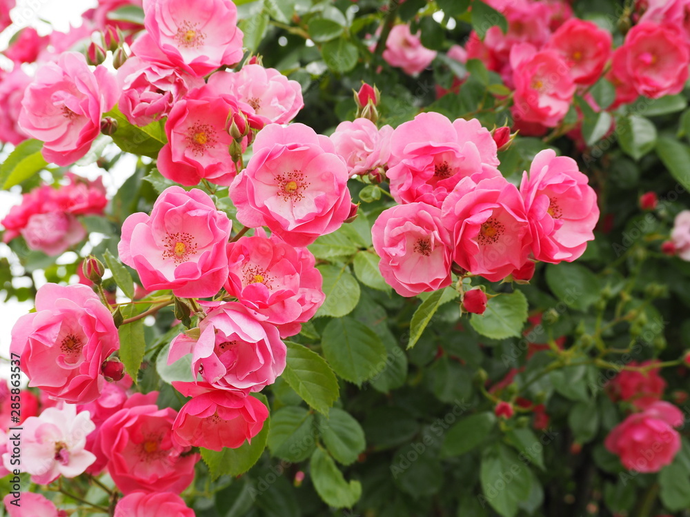 春の庭に咲くピンクのバラ「アンジェラ」