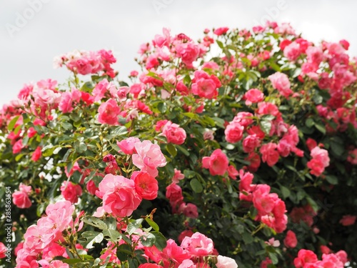 春の庭に咲くピンクのバラ「アンジェラ」 © poteco