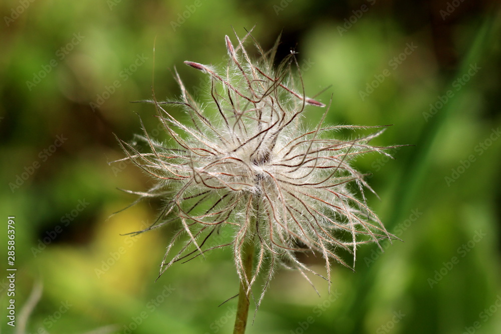 Hairy silky white seed head of Pulsatilla vulgaris or Pasque flower or Pasqueflower or European pasqueflower or Danes blood flower planted in local urban garden on warm sunny spring day Hairy silky white seed head of Pulsatilla vulgaris or Pasque flower or Pasqueflower or European pasqueflower or Danes blood flower planted in local urban garden on warm sunny spring day