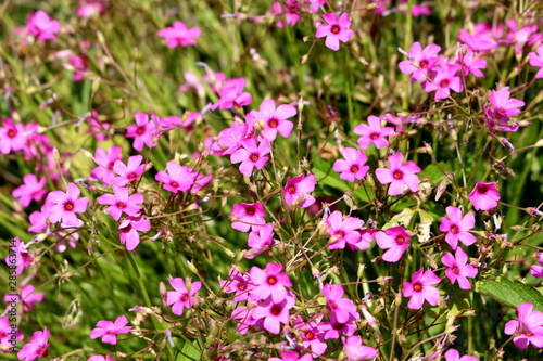 Good luck plant or Oxalis tetraphylla or Iron cross flower or Iron cross oxalis or Red flower or Foliage plant bulbous perennial plant background wallpaper texture with fully open blooming pink flower