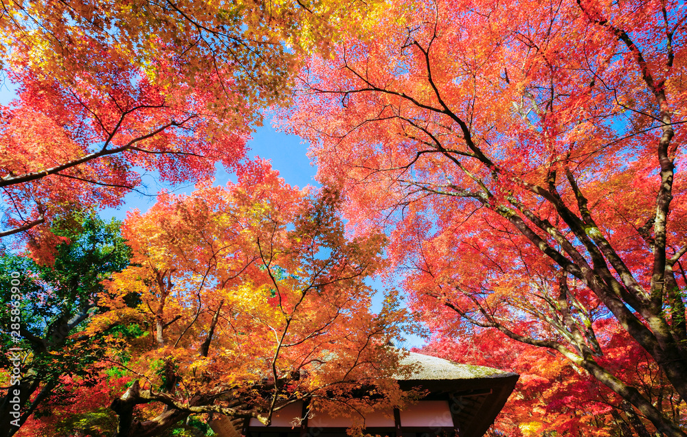 Beautiful autumn day in temple garden Beautiful autumn day in temple garden