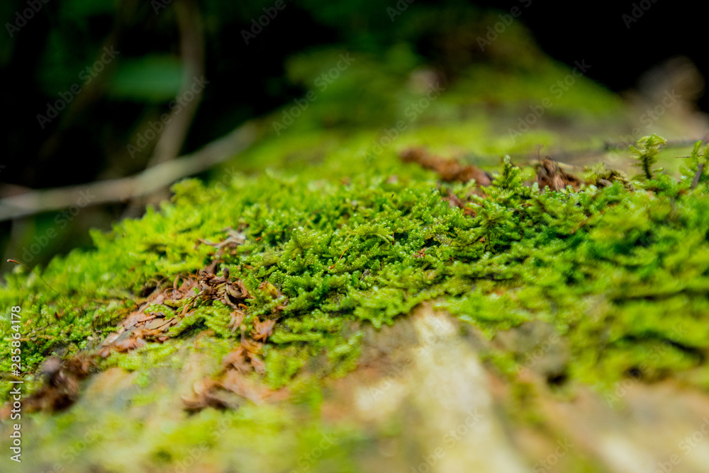 Close Up of Bright Green Moss of Log Close Up of Bright Green Moss of Log
